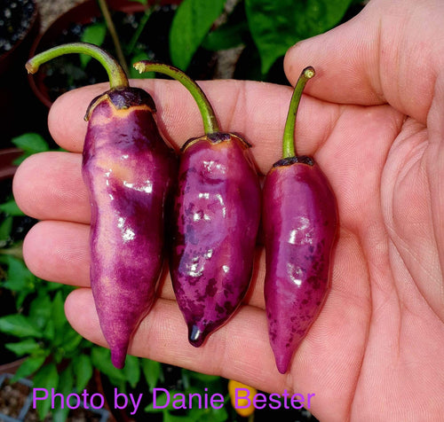 D’s Lunar Flare Horizon (Pepper Seeds)