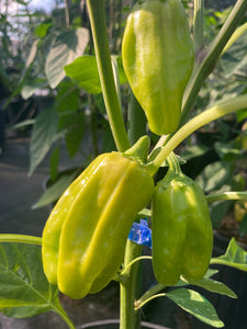 Puriraheim (T-E) (Pepper Seeds)