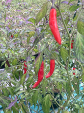 Load image into Gallery viewer, Lost Boys (T-E) (Pepper Seeds)