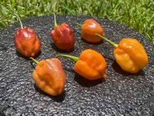 Load image into Gallery viewer, Purple Uprising Orange (Pepper Seeds)