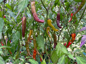 Lost Boys (T-E) (Pepper Seeds)