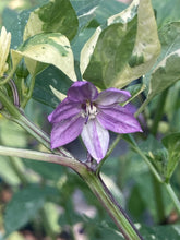 Load image into Gallery viewer, Thunder Nugs (Pepper Seeds)