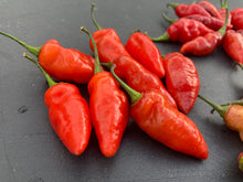 Load image into Gallery viewer, Red Wendigo (T-E) (Pepper Seeds)