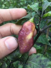 Load image into Gallery viewer, Yellow Tiger (Pepper Seeds)