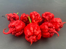 Load image into Gallery viewer, 7 Pot Primo Red (Pepper Seeds)
