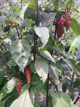 Load image into Gallery viewer, Pink Wendigo (T-E) (Pepper Seeds)