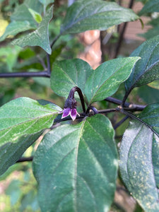 PurpleGum Black Cream (Pepper Seeds)