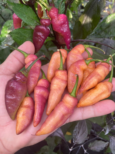 Pink Wendigo (T-E) (Pepper Seeds)