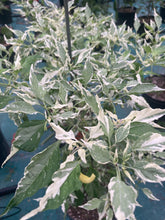 Load image into Gallery viewer, Tiger Thunder (Pepper Seeds)