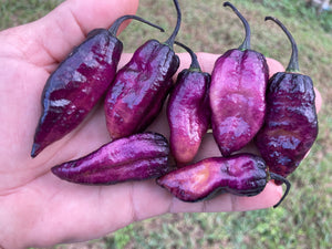 Pandora’s Box Pimenta Jolokia/PJ Mix (Pepper Seeds)