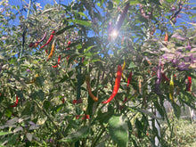 Load image into Gallery viewer, Daywalker (T-E) (Pepper Seeds)