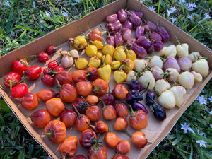 Purplegum Orange Blushed (Pepper Seeds)