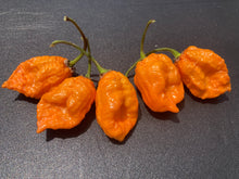 Load image into Gallery viewer, Douglah Orange XL (Pepper Seeds)