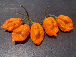 Douglah Orange XL (Pepper Seeds)