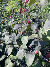 Load image into Gallery viewer, Chuparita Mix) (T-E) (Pepper Seeds)