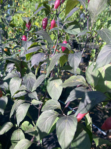 Chuparita Mix) (T-E) (Pepper Seeds)