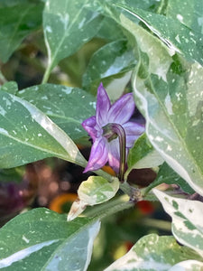 Anunnaki (Pepper Seeds)