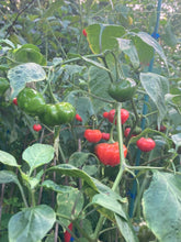 Load image into Gallery viewer, Pi 49793 Sao Paulo (Pepper Seeds)