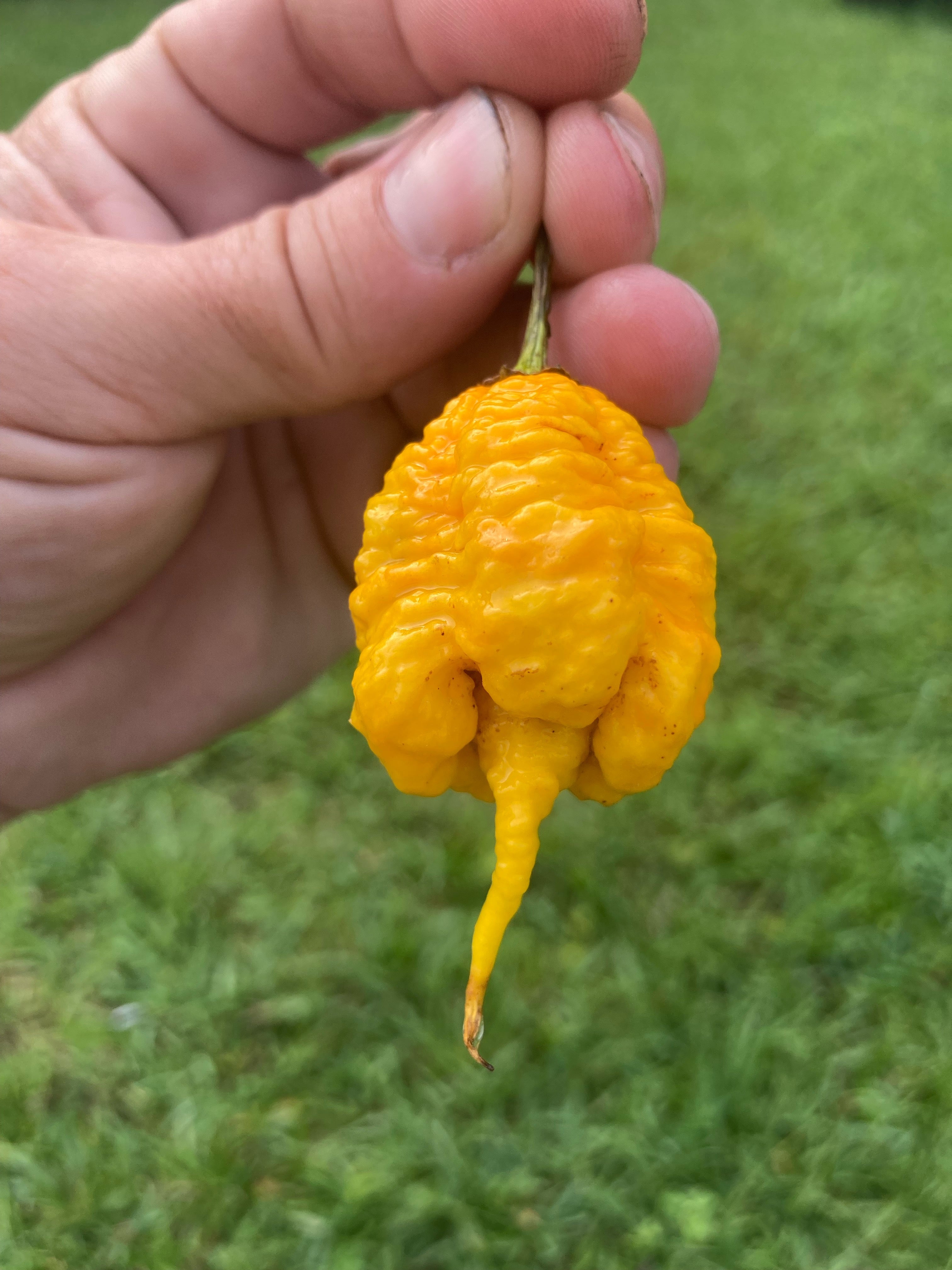 7 pot primo plant 7 Pot Primo Orange (Pepper Seeds) – Towns-End Chili & Spice