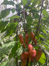 Load image into Gallery viewer, Pink Wendigo (T-E) (Pepper Seeds)