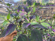 Load image into Gallery viewer, Red Trixster XD (Pepper Seeds)