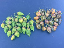 Load image into Gallery viewer, MonsterGum Leopard (Green)(Pepper Seeds)