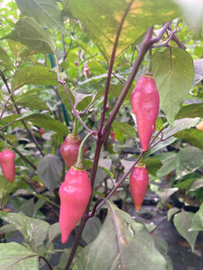 Pink Chupacabra (T-E) (Pepper Seeds)