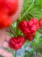Load image into Gallery viewer, Scotch Bonnet (Red Foodorama) (Pepper Seeds)