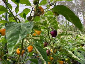 Anunnaki (Pepper Seeds)