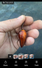 Load image into Gallery viewer, MonsterGum Leopard (Black /Orange)(Pepper Seeds)