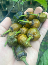 Load image into Gallery viewer, MonsterGum Leopard (Mustard)(Pepper Seeds)