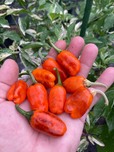 Thunder Nugs (Pepper Seeds)