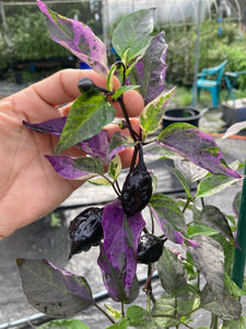 Bryan’s Vulcan Blood (Pepper Seeds)