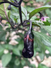 Load image into Gallery viewer, PurpleGum Black Cream (Pepper Seeds)