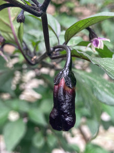 PurpleGum Black Cream (Pepper Seeds)