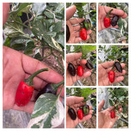 Bryan’s Blood (Purple Rainbow) (Pepper Seeds)