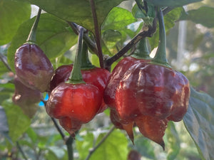 Maroon Voltron (T-E)(Pepper Seeds)