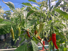 Load image into Gallery viewer, Tiger Thunder (Pepper Seeds)