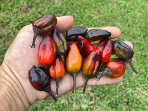 Bryan’s Vulcan Blood (Pepper Seeds)