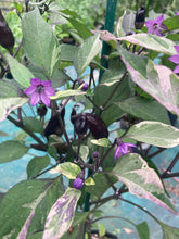 Load image into Gallery viewer, Tiger Jalapeño (Pepper Seeds)