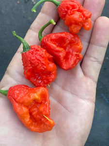 Primo "X" x B.O.C. (Pepper Seeds)