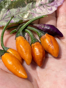 Orange Trixster (Pepper Seeds)