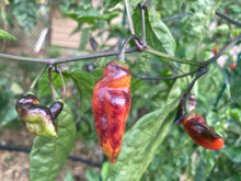 Load image into Gallery viewer, PJ Red OG (Pepper Seeds)