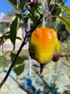 Voltron Caramel (T-E)(Pepper Seeds)