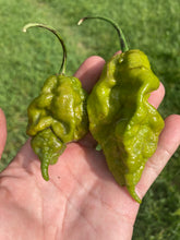 Load image into Gallery viewer, Green GhostScorpion T-E (Limited)(Pepper Seeds)