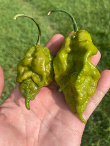 Green GhostScorpion T-E (Limited)(Pepper Seeds)
