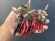 Load image into Gallery viewer, Lost Boys (T-E) (Pepper Seeds)