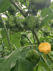 “Creamo” BOC X Primo (Cream) Pepper Seeds