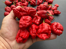 Load image into Gallery viewer, MedullaGum (Pepper Seeds)