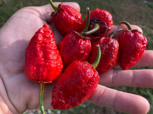 MedullaGum (Pepper Seeds)